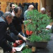 Impostazione del bonsai di Felice