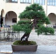 Larix decicua - 2010 - Tizzoni Felice