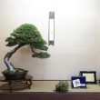 Mostra bonsai Villa Greppi 2013