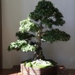 Mostra bonsai Villa Greppi 2013