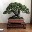 Mostra bonsai Villa Greppi 2013