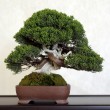 Mostra bonsai Villa Greppi 2013