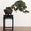 Mostra bonsai Villa Greppi 2013