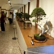 Mostra bonsai Villa Greppi 2013