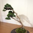 Mostra bonsai Villa Greppi 2013