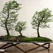 Mostra bonsai Villa Greppi 2013