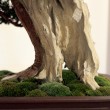 Mostra bonsai Villa Greppi 2013