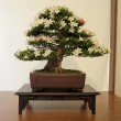 Mostra bonsai Villa Greppi 2013