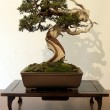 Mostra bonsai Villa Greppi 2013