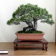 Mostra bonsai Villa Greppi 2013