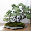 Mostra bonsai Villa Greppi 2013