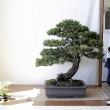 Mostra bonsai Villa Greppi 2013