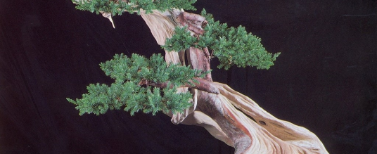 Maestri bonsai – Masahiko Kimura