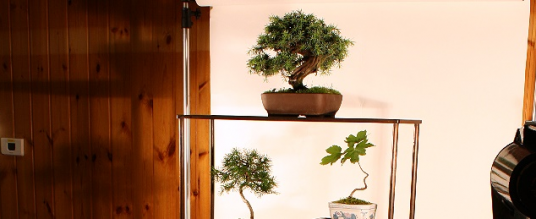 Fotografare i bonsai