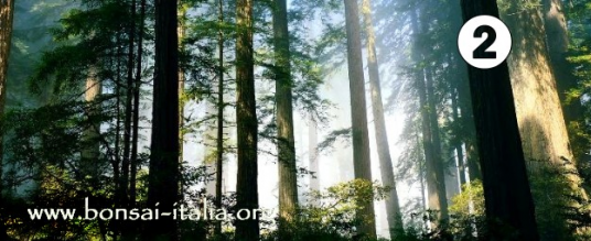 Crescita e forma degli alberi – Seconda Parte