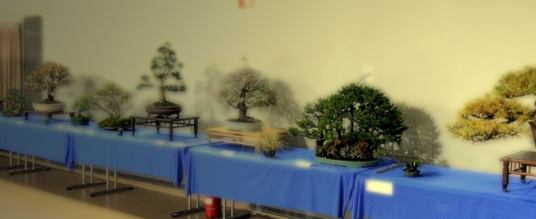 Mostra Bonsai Olate