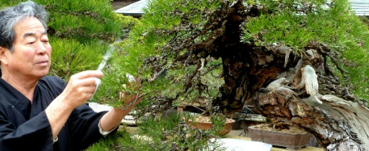 Maestri bonsai – Kunio Kobayashi