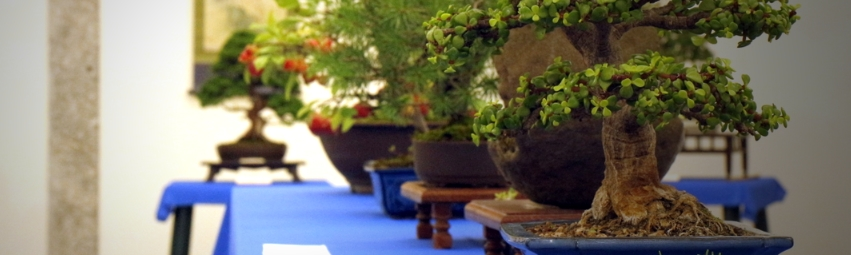 Mostra bonsai a Malgrate