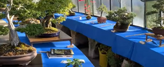 Mostra bonsai a Villa Bertarelli