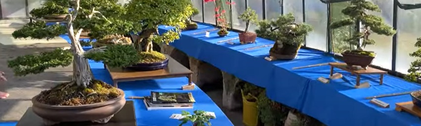 Mostra bonsai a Villa Bertarelli