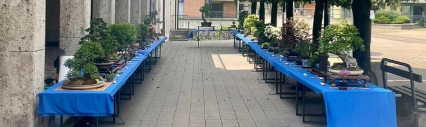 Mostra bonsai a Mandello